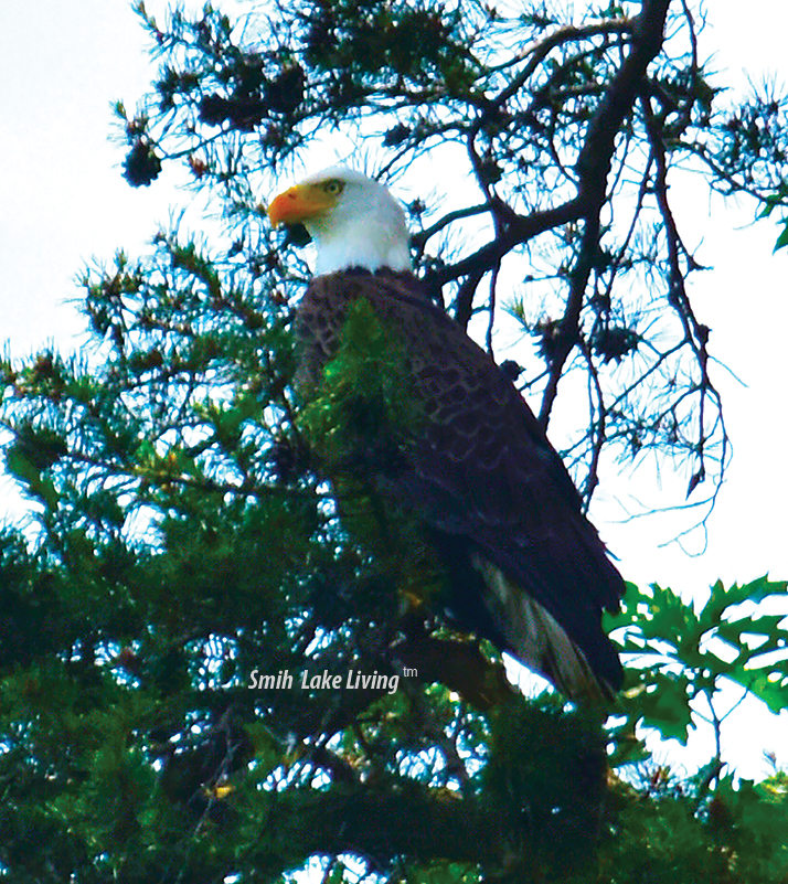 Smith Lake EAGLE
